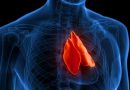 The Structure and Function of the Thymus